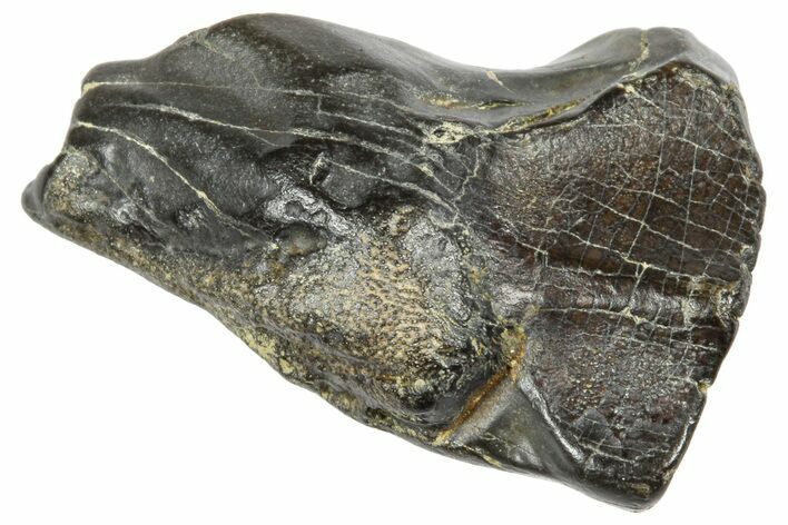 Fossil Triceratops Shed Tooth - Wyoming #364345